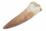 Fossil Spinosaurus Tooth - Real Dinosaur Tooth #222559-1